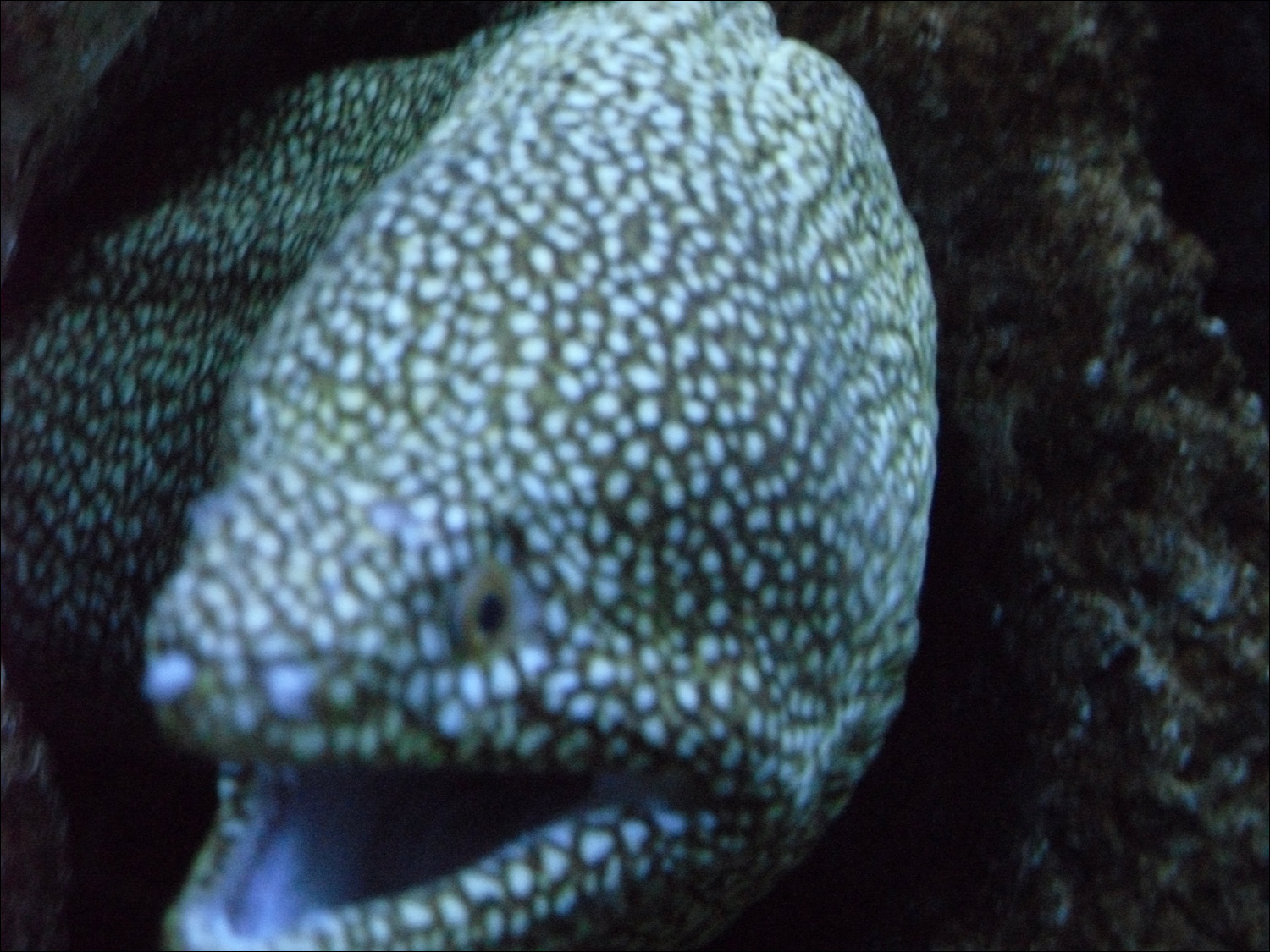 moray eel